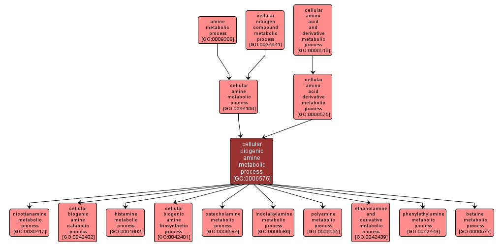 GO:0006576 - cellular biogenic amine metabolic process (interactive image map)