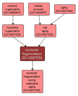 GO:0007576 - nucleolar fragmentation (interactive image map)