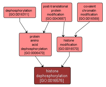 GO:0016576 - histone dephosphorylation (interactive image map)