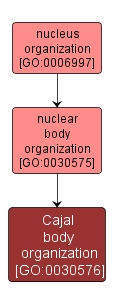 GO:0030576 - Cajal body organization (interactive image map)