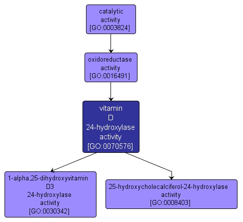 GO:0070576 - vitamin D 24-hydroxylase activity (interactive image map)