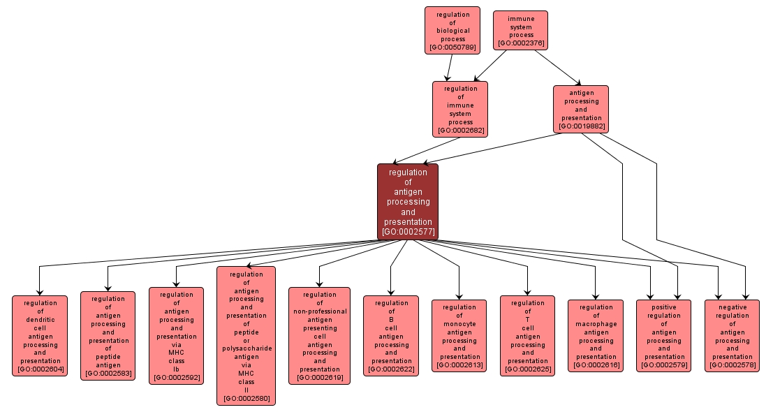 GO:0002577 - regulation of antigen processing and presentation (interactive image map)