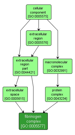 GO:0005577 - fibrinogen complex (interactive image map)