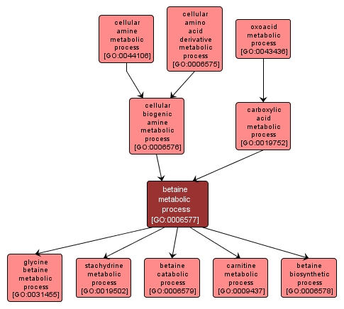 GO:0006577 - betaine metabolic process (interactive image map)