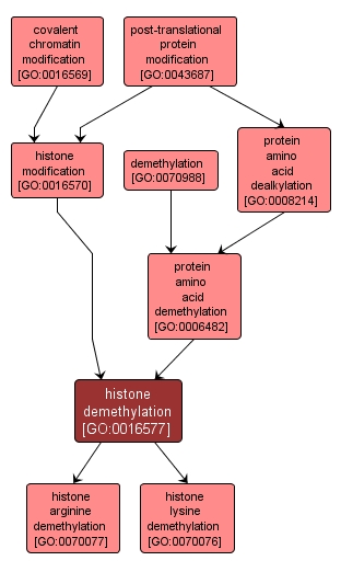 GO:0016577 - histone demethylation (interactive image map)