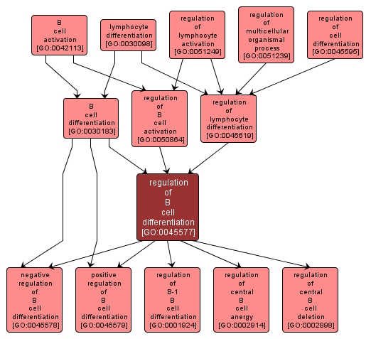 GO:0045577 - regulation of B cell differentiation (interactive image map)