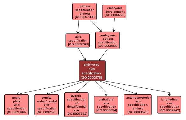 GO:0000578 - embryonic axis specification (interactive image map)