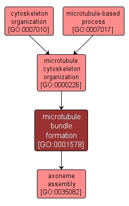 GO:0001578 - microtubule bundle formation (interactive image map)