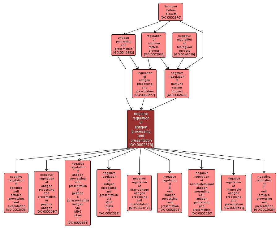 GO:0002578 - negative regulation of antigen processing and presentation (interactive image map)