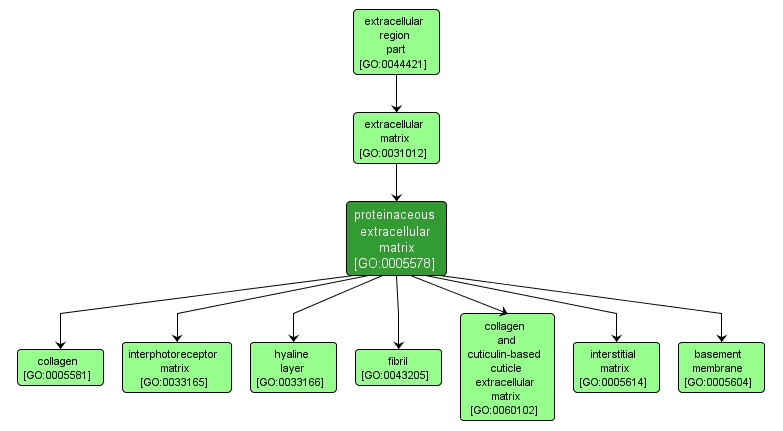 GO:0005578 - proteinaceous extracellular matrix (interactive image map)