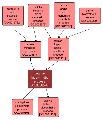 GO:0006578 - betaine biosynthetic process (interactive image map)