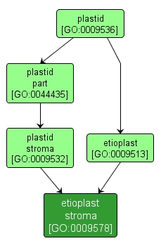 GO:0009578 - etioplast stroma (interactive image map)
