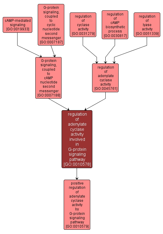 GO:0010578 - regulation of adenylate cyclase activity involved in G-protein signaling pathway (interactive image map)