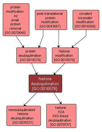 GO:0016578 - histone deubiquitination (interactive image map)