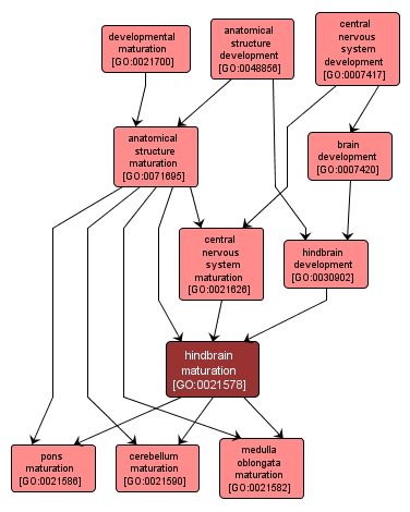 GO:0021578 - hindbrain maturation (interactive image map)