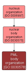 GO:0030578 - PML body organization (interactive image map)