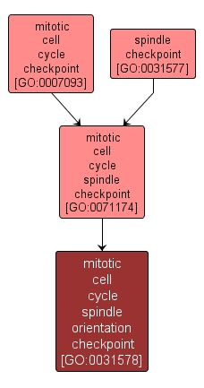 GO:0031578 - mitotic cell cycle spindle orientation checkpoint (interactive image map)