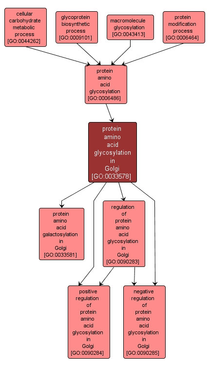 GO:0033578 - protein amino acid glycosylation in Golgi (interactive image map)