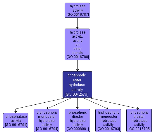 GO:0042578 - phosphoric ester hydrolase activity (interactive image map)