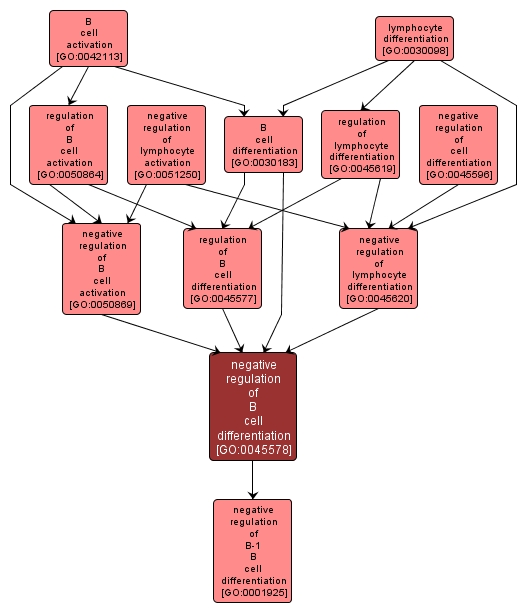 GO:0045578 - negative regulation of B cell differentiation (interactive image map)