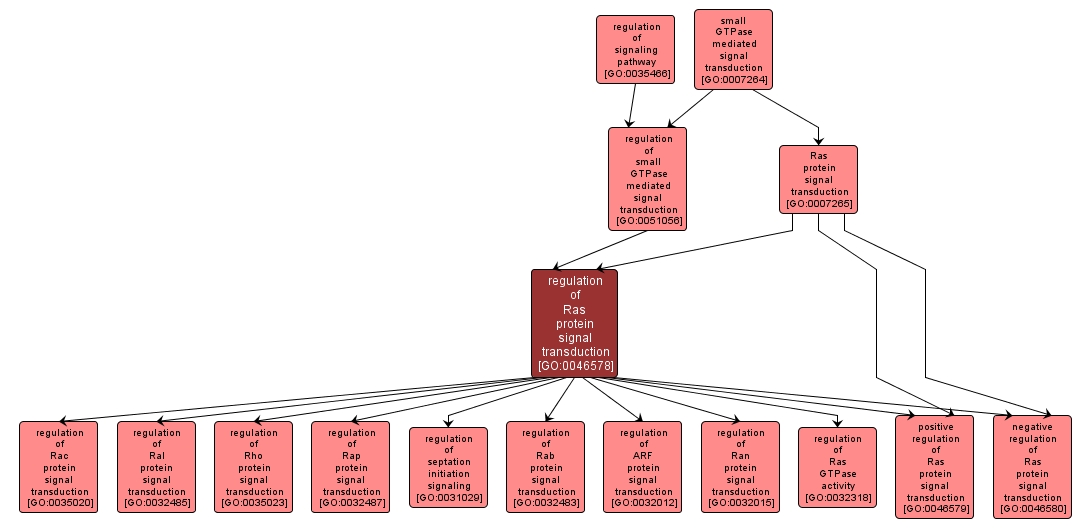 GO:0046578 - regulation of Ras protein signal transduction (interactive image map)