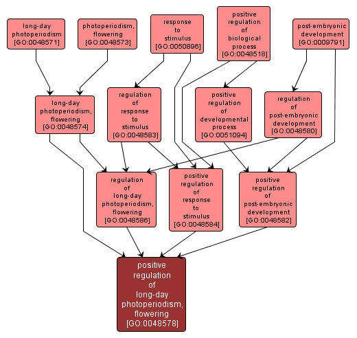 GO:0048578 - positive regulation of long-day photoperiodism, flowering (interactive image map)