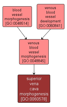 GO:0060578 - superior vena cava morphogenesis (interactive image map)