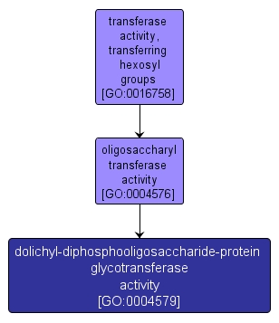 GO:0004579 - dolichyl-diphosphooligosaccharide-protein glycotransferase activity (interactive image map)