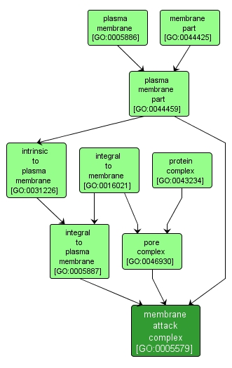 GO:0005579 - membrane attack complex (interactive image map)