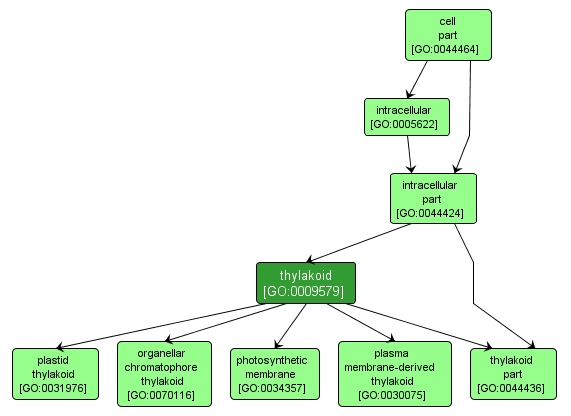 GO:0009579 - thylakoid (interactive image map)