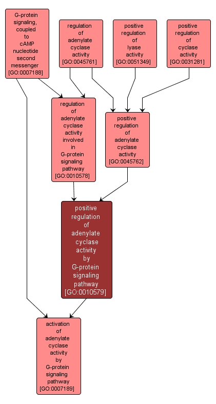 GO:0010579 - positive regulation of adenylate cyclase activity by G-protein signaling pathway (interactive image map)