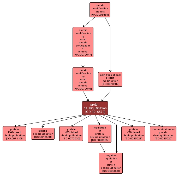 GO:0016579 - protein deubiquitination (interactive image map)