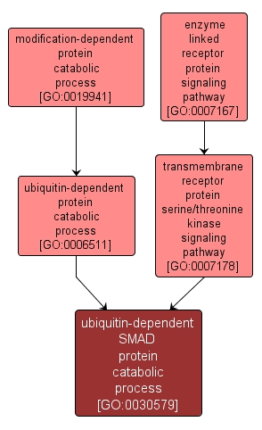 GO:0030579 - ubiquitin-dependent SMAD protein catabolic process (interactive image map)