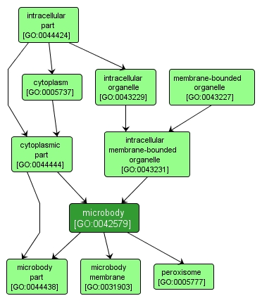 GO:0042579 - microbody (interactive image map)