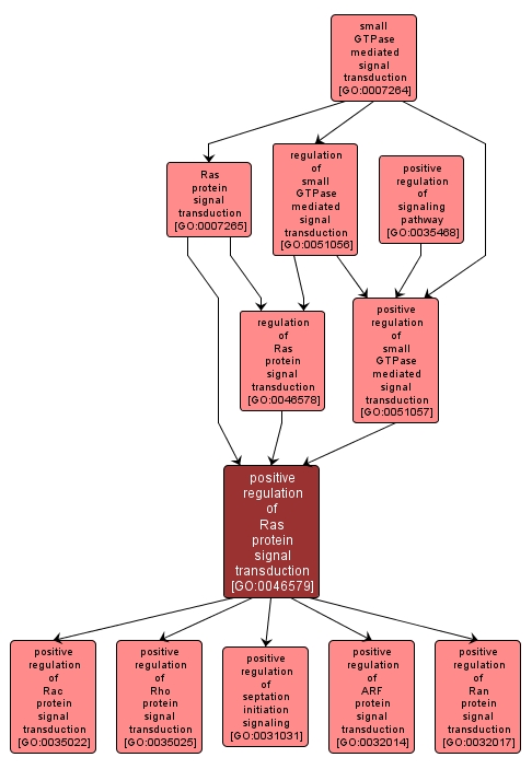 GO:0046579 - positive regulation of Ras protein signal transduction (interactive image map)