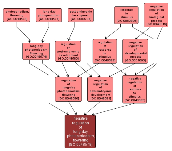 GO:0048579 - negative regulation of long-day photoperiodism, flowering (interactive image map)