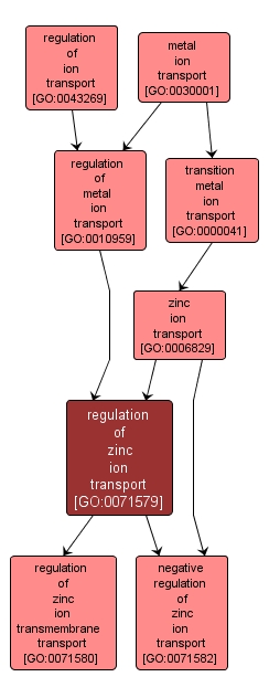 GO:0071579 - regulation of zinc ion transport (interactive image map)