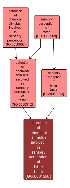 GO:0001580 - detection of chemical stimulus involved in sensory perception of bitter taste (interactive image map)
