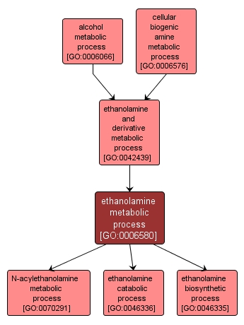GO:0006580 - ethanolamine metabolic process (interactive image map)