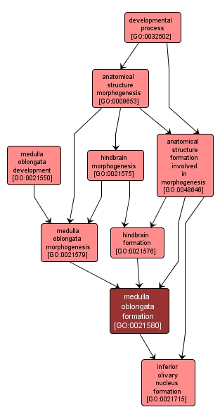 GO:0021580 - medulla oblongata formation (interactive image map)