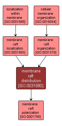 GO:0031580 - membrane raft distribution (interactive image map)