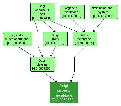 GO:0032580 - Golgi cisterna membrane (interactive image map)