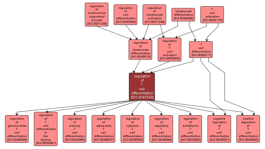 GO:0045580 - regulation of T cell differentiation (interactive image map)