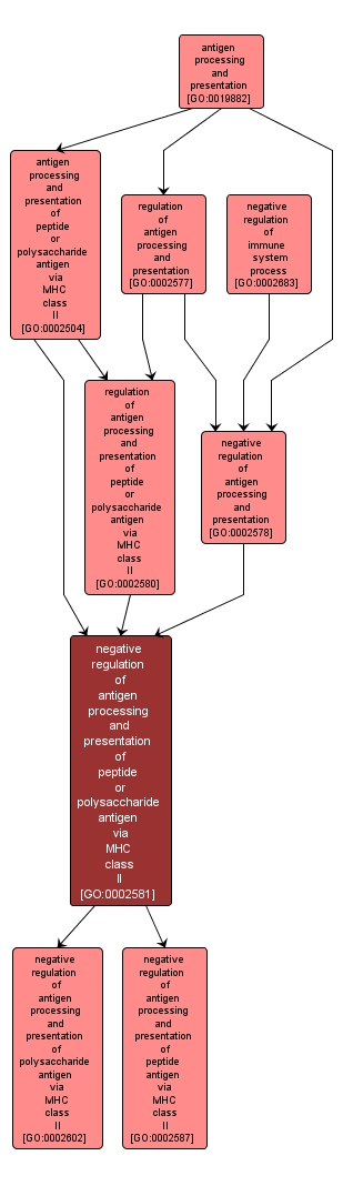 GO:0002581 - negative regulation of antigen processing and presentation of peptide or polysaccharide antigen via MHC class II (interactive image map)