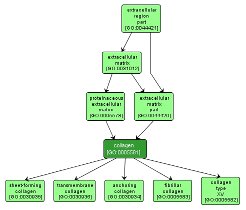 GO:0005581 - collagen (interactive image map)