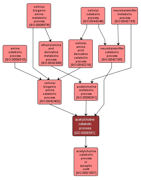 GO:0006581 - acetylcholine catabolic process (interactive image map)