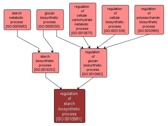 GO:0010581 - regulation of starch biosynthetic process (interactive image map)