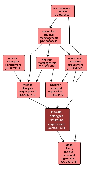 GO:0021581 - medulla oblongata structural organization (interactive image map)