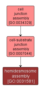 GO:0031581 - hemidesmosome assembly (interactive image map)