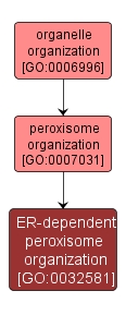 GO:0032581 - ER-dependent peroxisome organization (interactive image map)